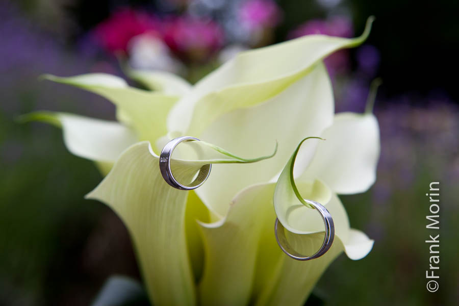 Les alliances enfilées sur des fleurs arums.